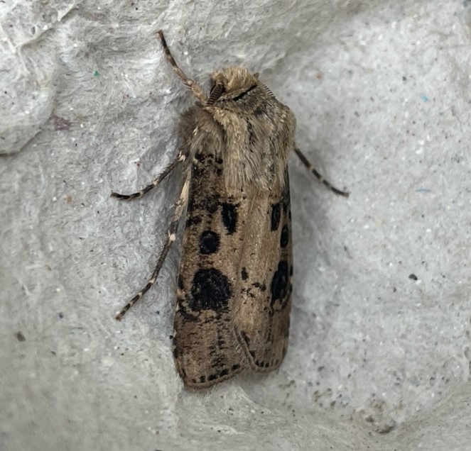 Photo of Heart and Club (Agrotis clavis)